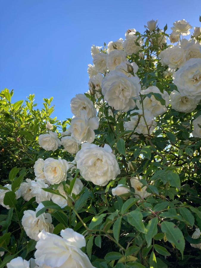 La Rosa Del Lago Bracciano  Eksteriør billede