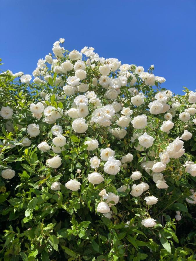 La Rosa Del Lago Bracciano  Eksteriør billede