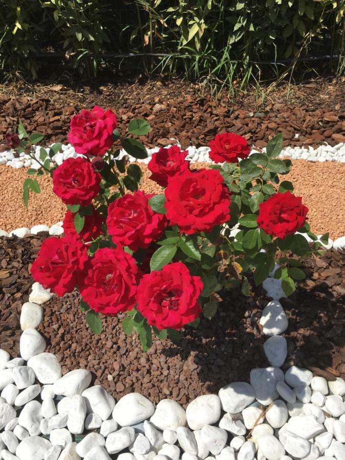 La Rosa Del Lago Bracciano  Eksteriør billede