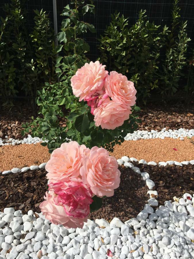 La Rosa Del Lago Bracciano  Eksteriør billede